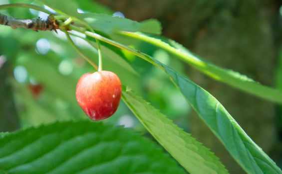 Ripe red and sweet cherry berries hanging from a tree branch before harvest in early summer. A tree with delicious and juicy dark red bird cherry fruits hanging from a tree branch