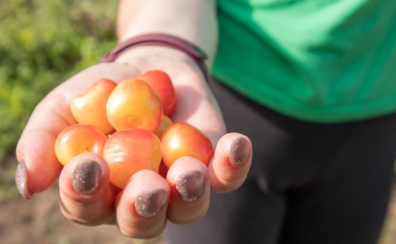 Ripe cherries in a woman's hand. Hands with cherries. Picking cherries and cherries in the garden or on the farm on a warm sunny day
