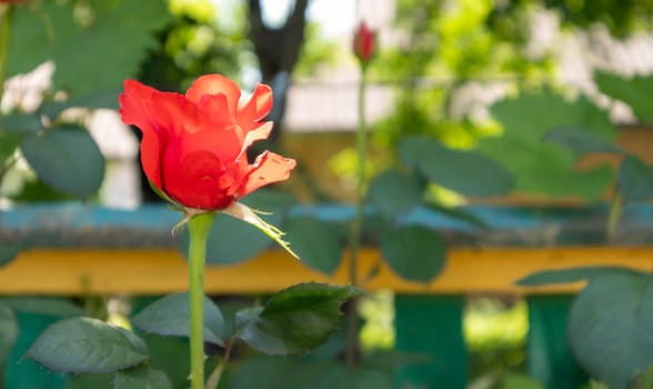 Beautiful, colorful, delicate blooming roses in a red garden. Selective focus. Close-up