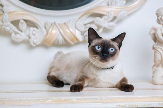 two color cat without tail Mekong Bobtail breed with jewel precious necklace of pearls around neck. Cat And necklace. Blue eyed Female Cat of Breed Mekong Bobtail, Sitting with gems on the neck.