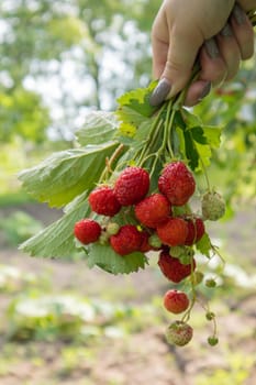 Summer ripe fresh juicy strawberries with leaves in the garden. Copy space. Strawberry field on a fruit farm. Fresh ripe organic strawberries on a berry plantation