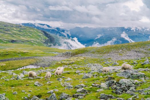 Sheep walking along road. Norway landscape. A lot of sheep on the road in Norway. Rree range sheep on a mountain road in Scandinavia. Sheep Farming. Mountain road with sheeps.