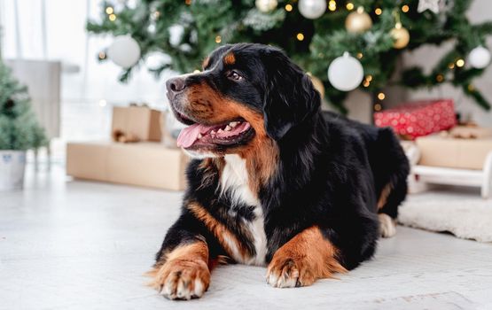 Bernese mountain dog lying near christmas tree at home