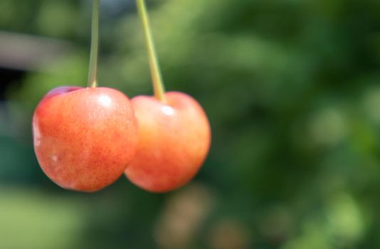 Two ripe cherries, close-up. Ripe juicy berries. Summer red fruits and berries. Two ripe red sweet cherries in the garden in summer with blurred foliage background