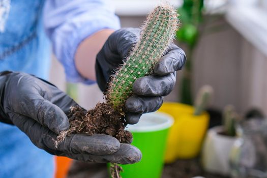 Close-up shot of female hands transplant cactus. Home garden concept. Gardening tools. Gardener's workplace. Earth in a bucket. Taking care of plants. Home spring planting