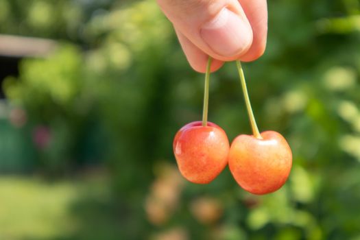 Two ripe cherries, close-up. Ripe juicy berries. Summer red fruits and berries. Two ripe red sweet cherries in the garden in summer with blurred foliage background
