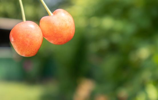 Two ripe cherries, close-up. Ripe juicy berries. Summer red fruits and berries. Two ripe red sweet cherries in the garden in summer with blurred foliage background