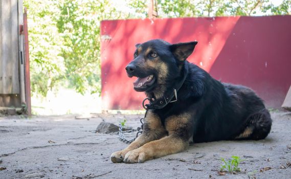 A kind purebred dog on a chain in the yard in the village. A domestic guard animal on the street in summer guards the house on a leash. Chained dog in the backyard