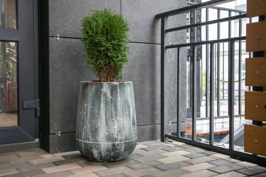 Green small spherical Chinese thuja in a concrete pot near the house at the entrance. Traditional home decorations. Entrance to the building, a pot of flowers and a small thuja