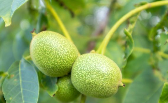 Green young walnuts on the tree. The walnut tree grows waiting to be harvested. Walnut tree close up. Green leaves background