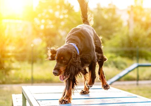 Scottish setter training on agility obstacle course outdoors