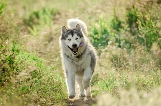 Alaskan malamute dog running on sunny field