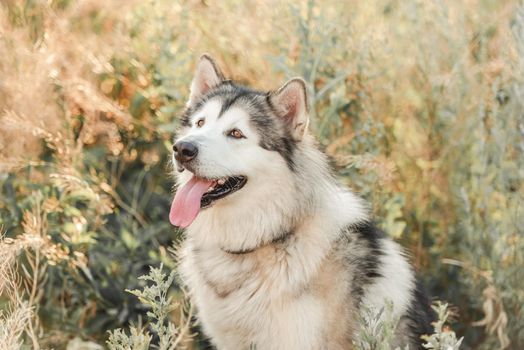 Cute alassskan malamute dog howling in high grass