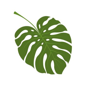 Big green leaf of tropical Monstera plant. illustration isolated on white background.