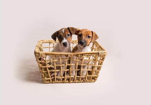 Two white cute jack russell terrier puppies in busket on light background