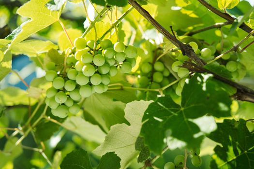 Grapes green leaves plants nature sun summer. High quality photo