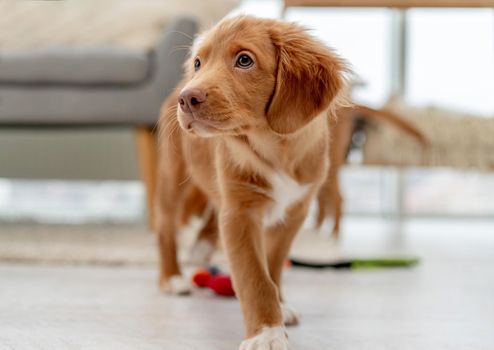 Portrait of toller puppy having fun while looking up at home, top view