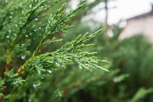 Close-up of beautiful green leaves of thuja trees on a green background. Thuja branch. An evergreen coniferous tree, also known as Chinese thuja