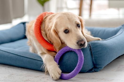 Golden retriever dog playing with bite ring toy at home