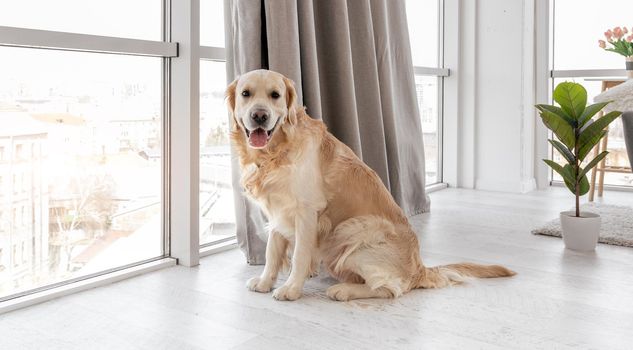 Golden retriever dog sitting on the floor next to panoramic window and looking at the camera
