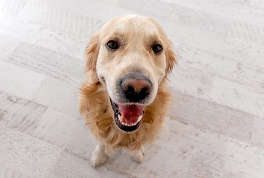 Golden retriever dog with mouth opened sitting on the floor and looking at the camera