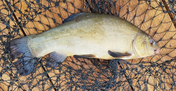 One freshly caught raw fish tench and a cage on a wooden surface. A species of ray-finned fish of the carp family, the only representative of the genus Tinca