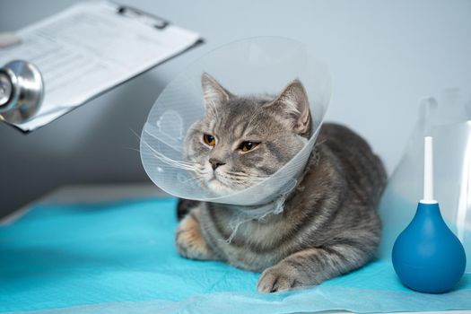 Veterinary and medicine theme for pets. An unrecognizable doctor examines a gray Scottish Straight cat wearing a protective collar after an operation on a table in an animal healthcare clinic.