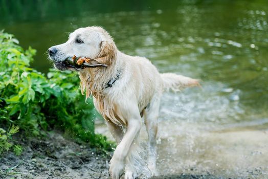 Lovely dog having fun in river alone in spring