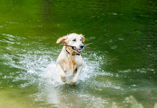 Cute dog running out of lake holding big stick in mouth