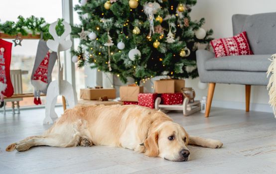 Golden retriever dog lying on room floor under christmas tree with illuminations and decorations