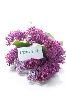 bouquet of different blooming spring lilacs isolated on white background