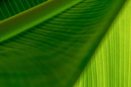 Texture of green leaves of a banana palm. Background of exotic leaves. Close-up.