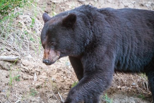 Black Bear Northern Canada Saskatchewan Spring Wild
