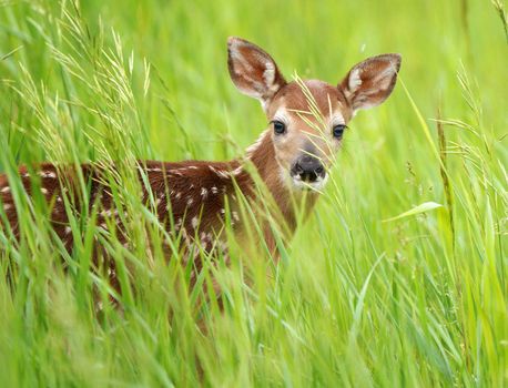 Deer Fawn Canada  young Newborn calf in Prairie 