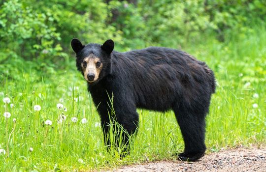 Black Bear Northern Canada Saskatchewan Spring Wild