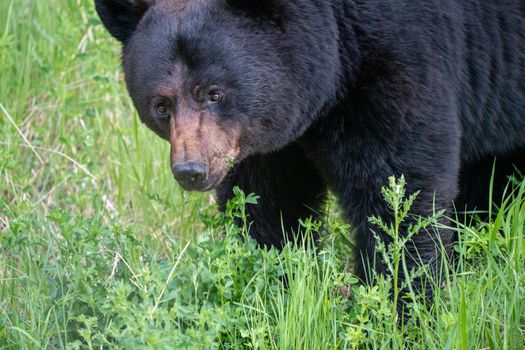 Black Bear Northern Canada Saskatchewan Spring Wild