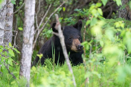 Black Bear Northern Canada Saskatchewan Spring Wild