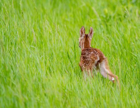 Deer Fawn Canada  young Newborn calf in Prairie 