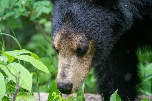 Black Bear Northern Canada Saskatchewan Spring Wild