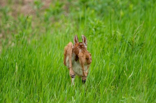 Deer Fawn Canada  young Newborn calf in Prairie 