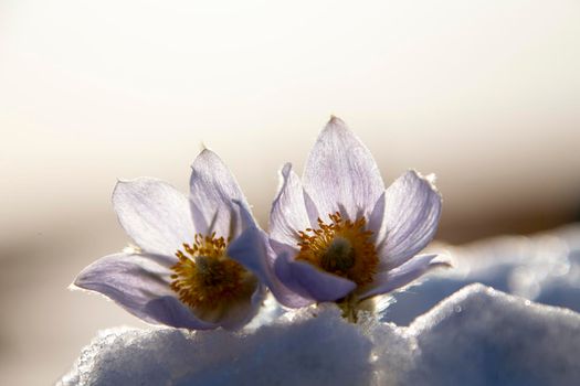 Prairie Crocus Winter Saskatchewan Bright Sunny Day