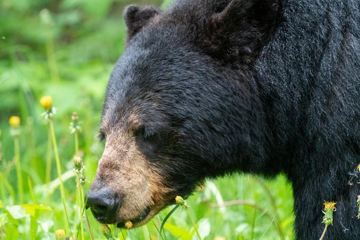 Black Bear Northern Canada Saskatchewan Spring Wild
