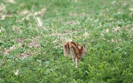 Deer Fawn Canada  young Newborn calf in Prairie 