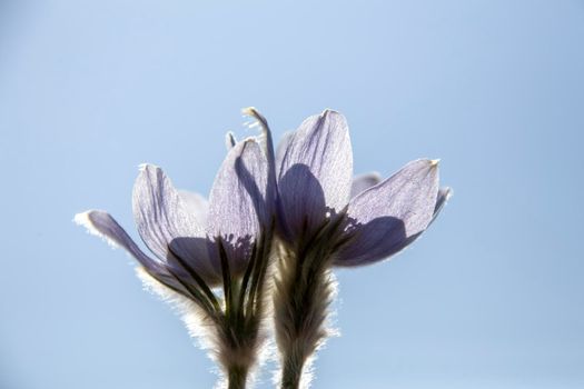 Prairie Crocus Winter Saskatchewan Bright Sunny Day
