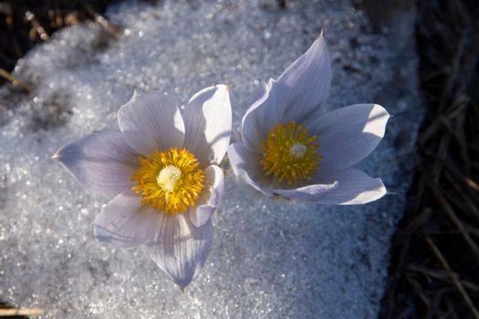 Prairie Crocus Winter Saskatchewan Bright Sunny Day