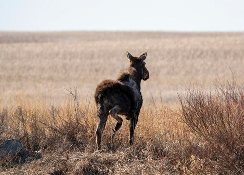 Wild Moose Saskatchewan female in Prairie Scene
