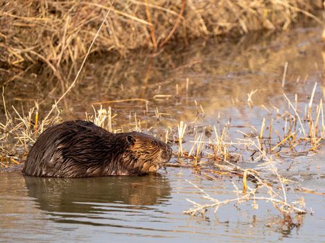 Beaver in Spring Canada Saskatchewan busy working
