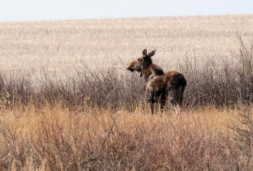 Wild Moose Saskatchewan female in Prairie Scene