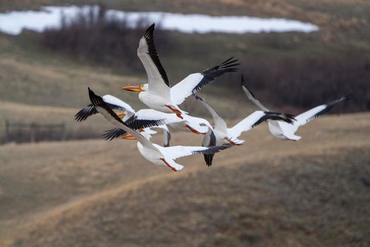American Pelican Saskatchewan in Flight Rural Prairie