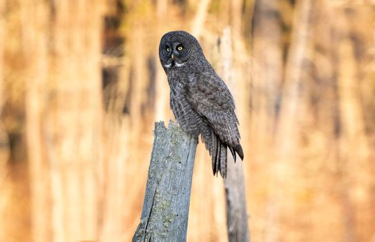 Great Grey Owl Saskatchewan perched in Dead Tree